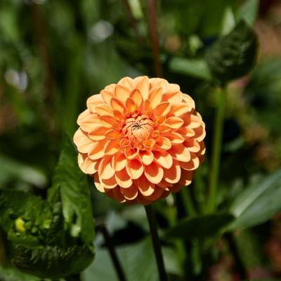 August